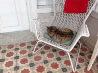 Hich Hotel has been adopted by a cat