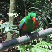 A friendly parrot