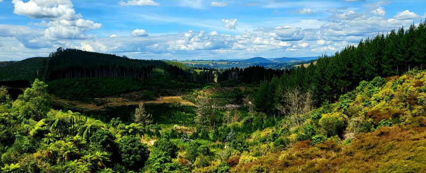 One more panorama near Rotorua on the way back to Auckland